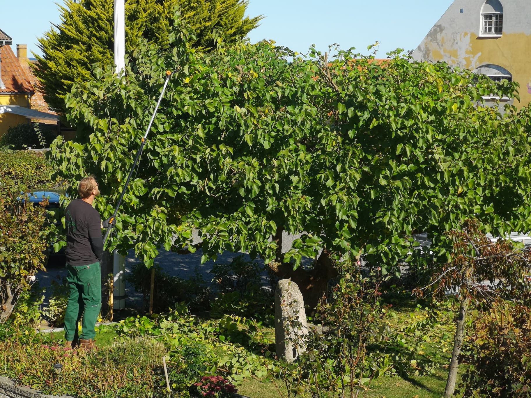 Beskæring af frugttræer